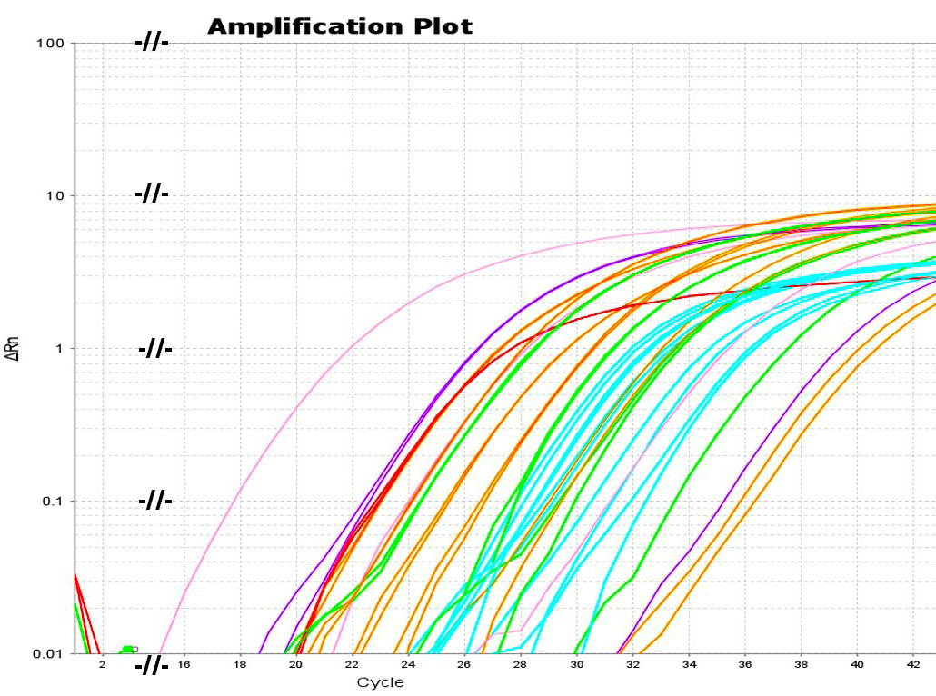 Real time PCR assay